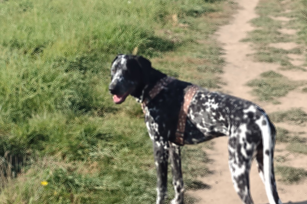 bruno